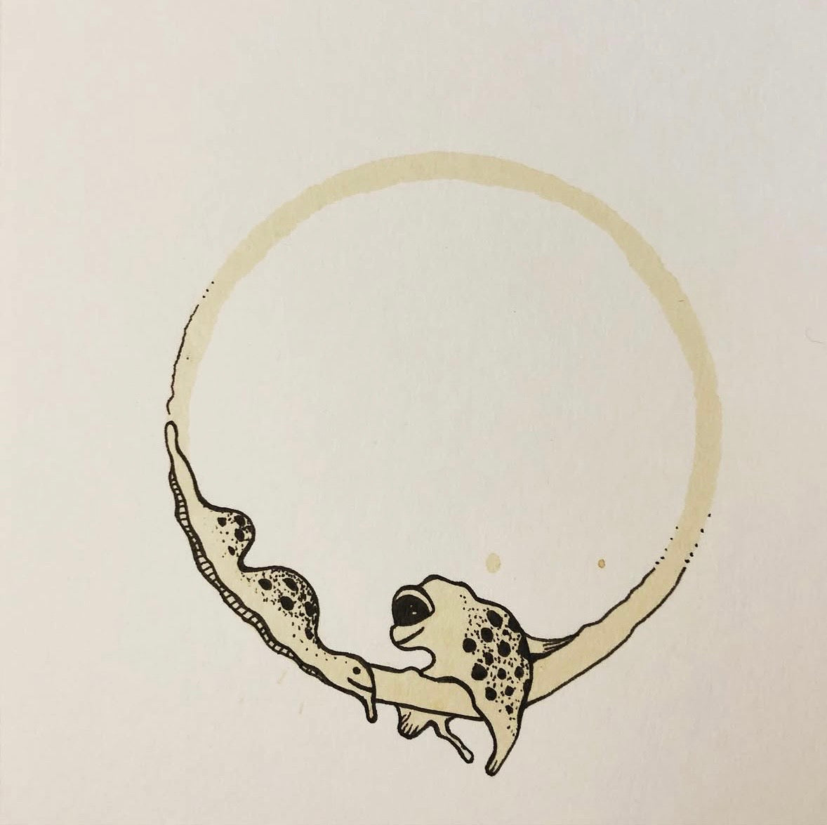 Coffee Ring Frog